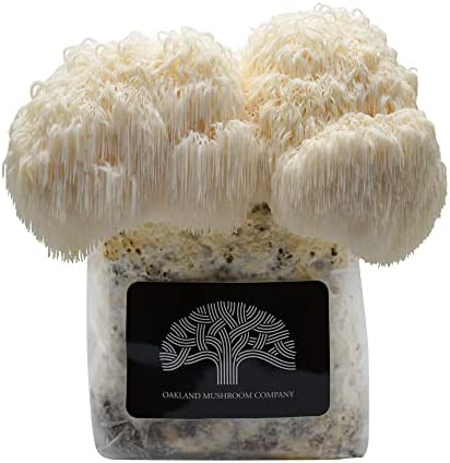 Lion’s Mane Mushroom Grow Kit by Oakland Mushroom Co. | Handmade with Organic Ingredients | Ready to Grow | Harvest in 7-19 Days